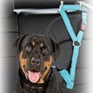 Laisse pour chien | Ceinture de sécurité ajustable