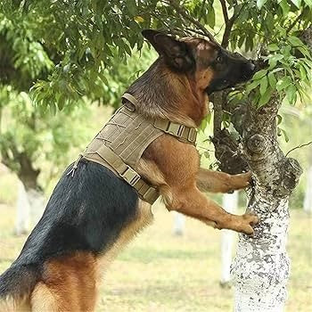 Harnais Chien | Tactique (avec laisse)