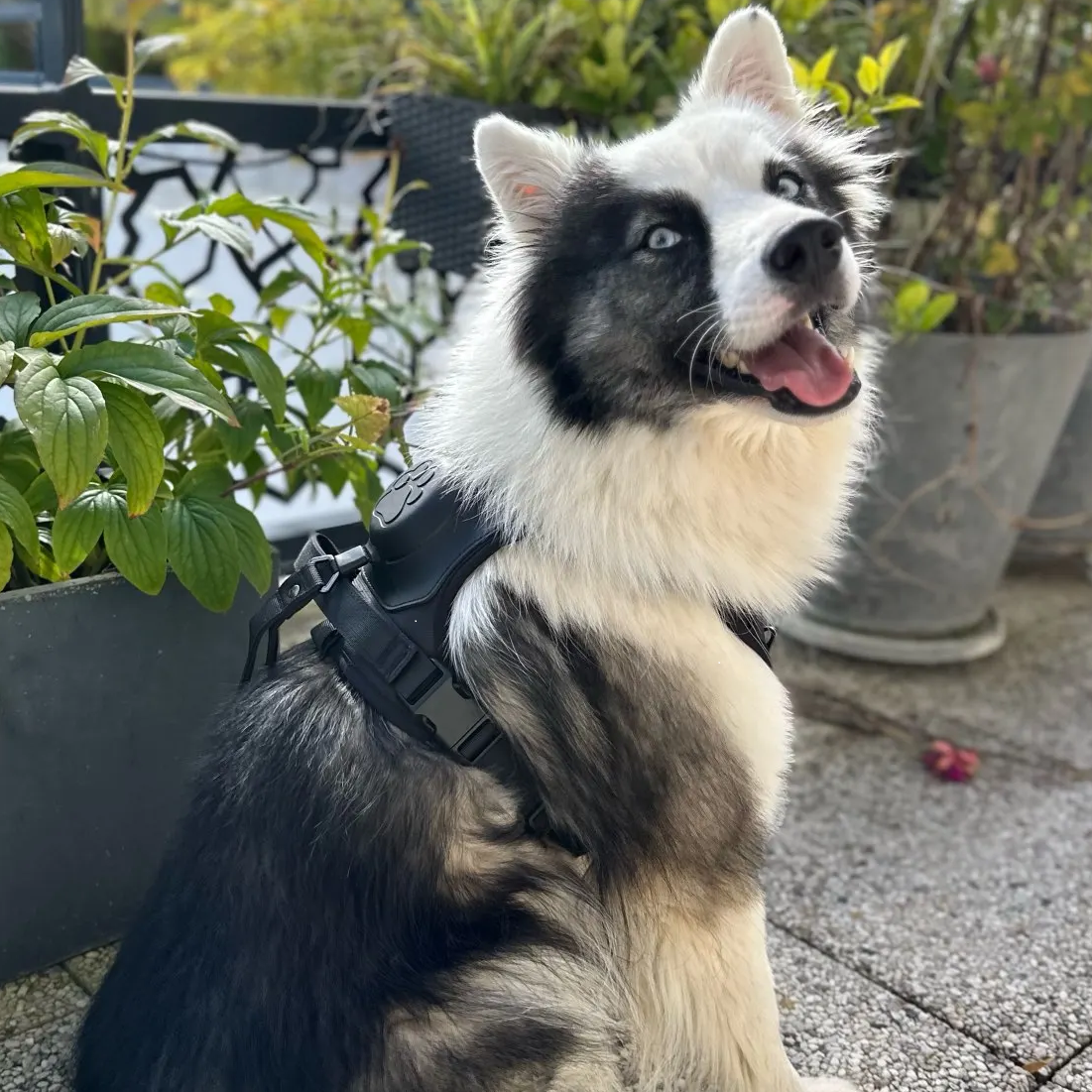 Harnais-chien-laisse-intégrée-husky-assis