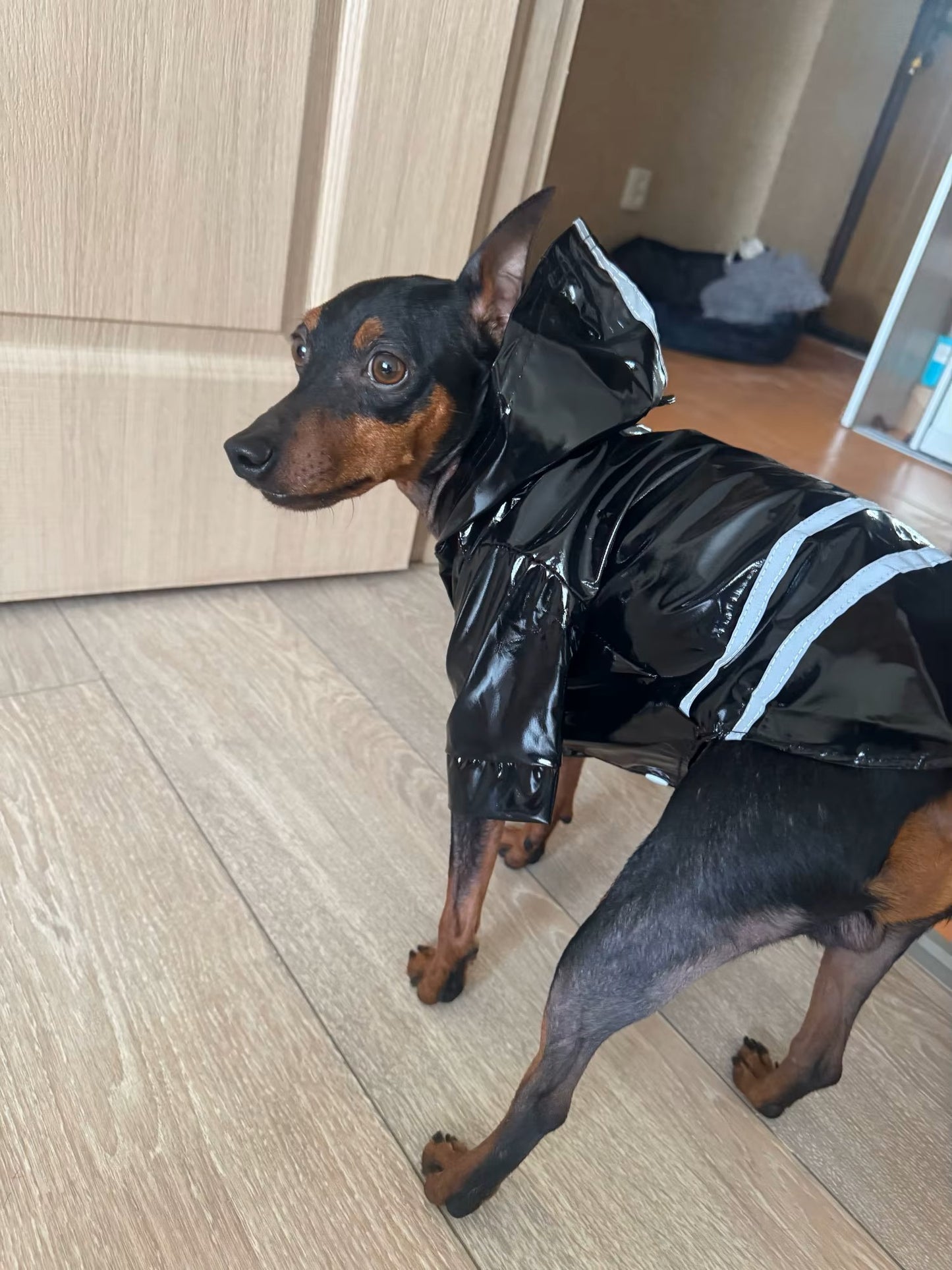 DoggyJack™ - Veste imperméable pour chien