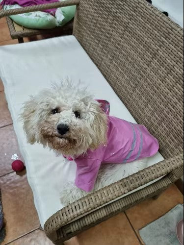 DoggyJack™ - Veste imperméable pour chien
