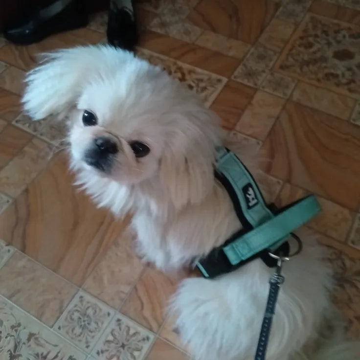 Harnais chien | Ajustable