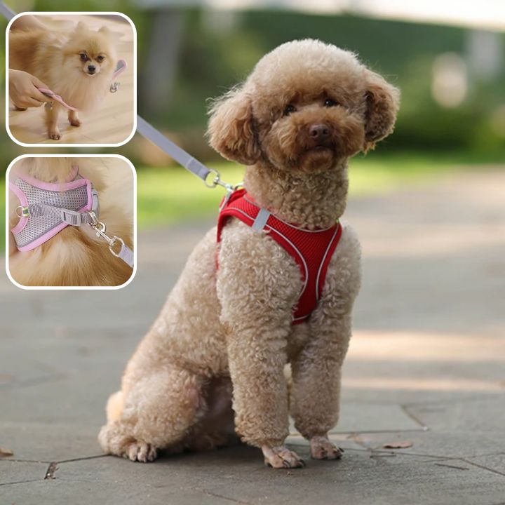 Harnais chien | Réfléchissant