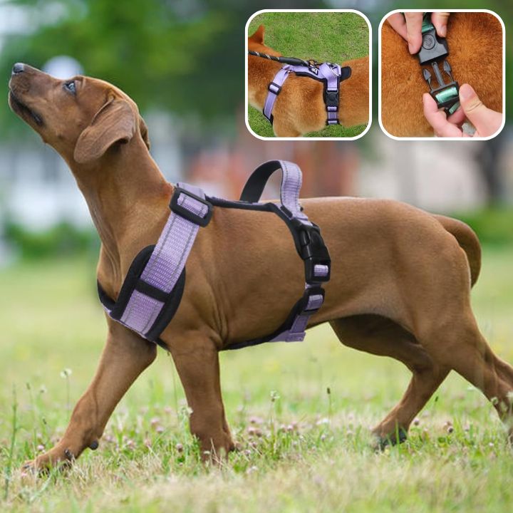 Harnais chien | Ajustable