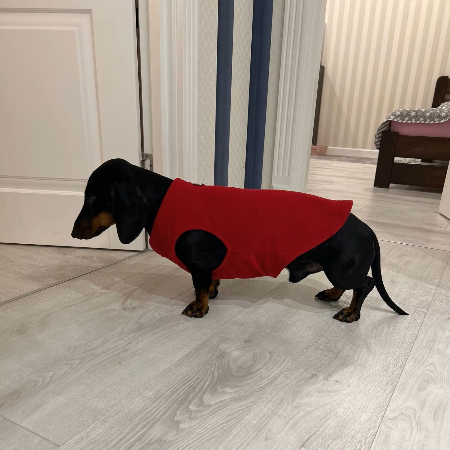Manteau chien | Polar