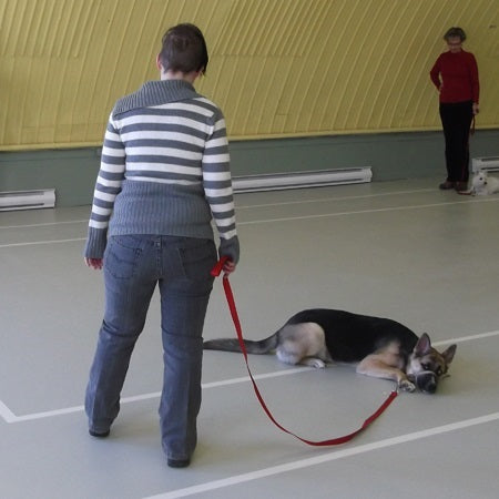 Laisse pour chien | Laisse longue d'entrainement