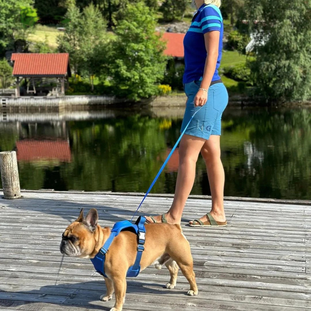 Harnais-chien-laisse-intégrée-quaie