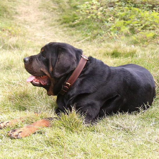 Collier-chien-en-cuir-noir