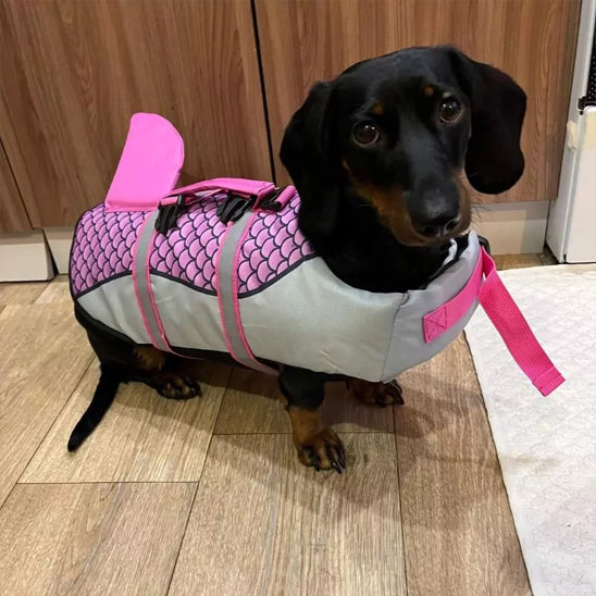 Gilet-de-sauvetage-chien-requin-chien-saucisse