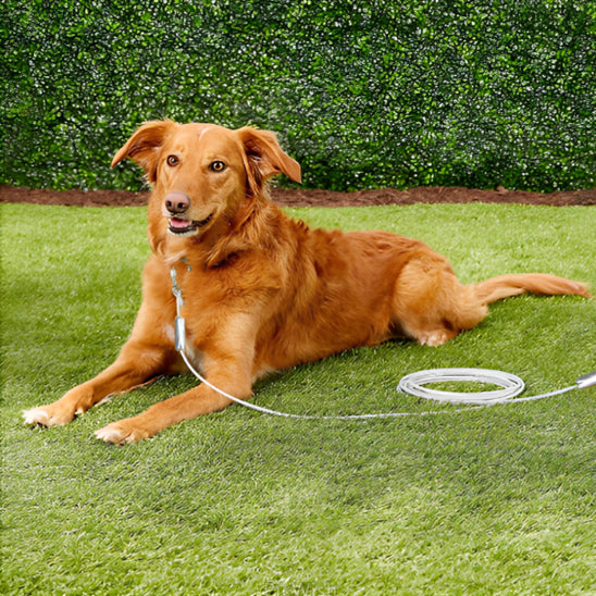Laisse-pour-chien-SecurePet-30m