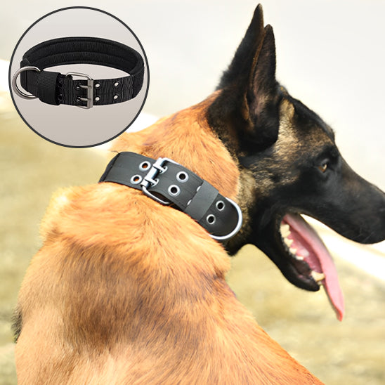 Collier chien | Nylon réglable deux trous