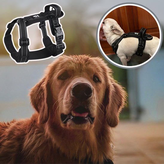 Harnais chien | Ajustable