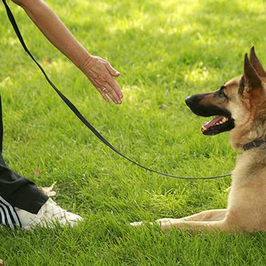 Longe-pour-chien-Longe-robuste