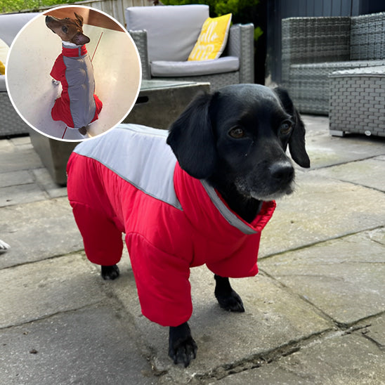 Manteau-chien-hivernal-rouge et bulle