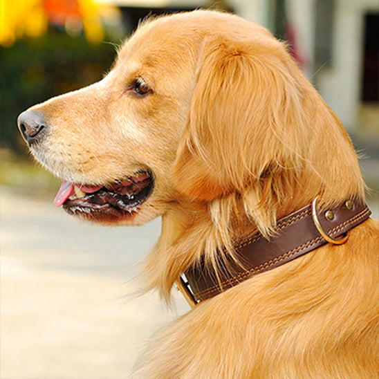 Collier-chien-en-cuir-golden
