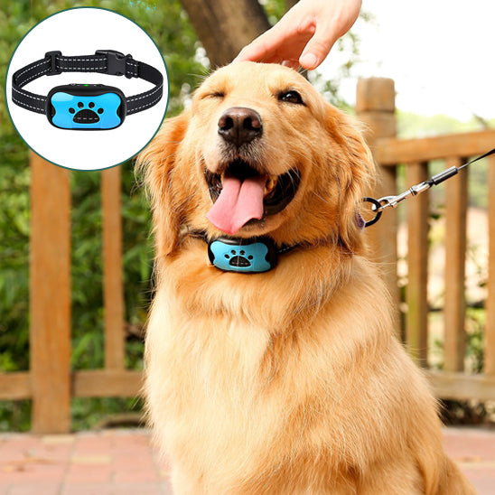 Collier-dressage-pour-chien