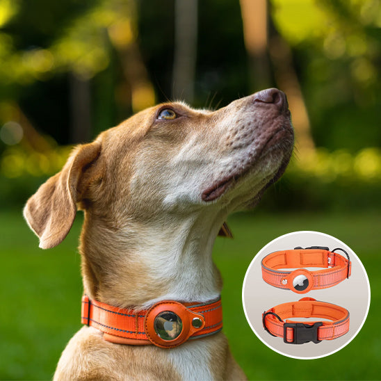 Collier-gps-chien-orange