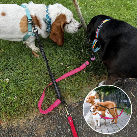 Laisse-double-pour-chien_Anti-enchevĂȘtrement