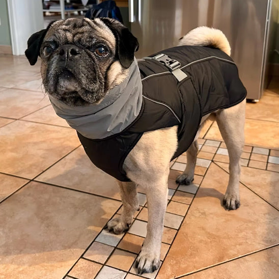 Manteau pour chien - Manteau de qualité noir