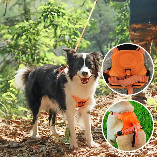 Harnais-chien-laisse-intégrée-orange