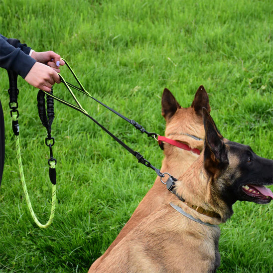Laisse-double-pour-chien-berger
