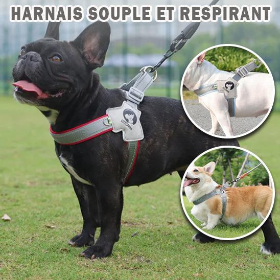 Harnais chien | Sangle de poitrine respirante