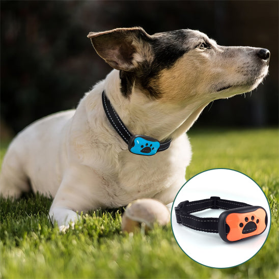 Collier-dressage-pour-chien