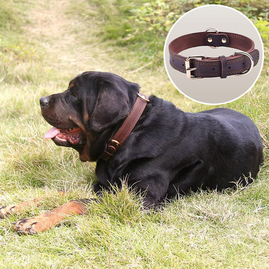 Collier-chien-en-cuir-gros-chien