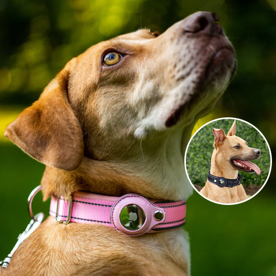 Collier-gps-chien