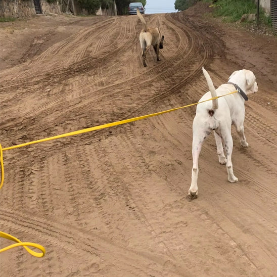 Longe-pour-chien-Longe-robuste