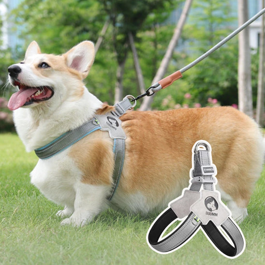 Harnais chien | Sangle de poitrine respirante