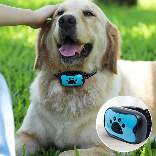 Collier-dressage-pour-chien
