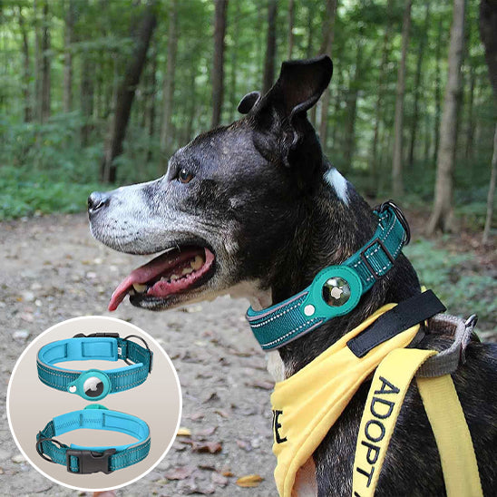 Collier-gps-chien-bleu