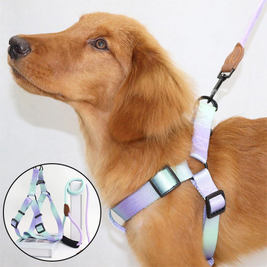 Harnais-pour-chien-coloré-golden