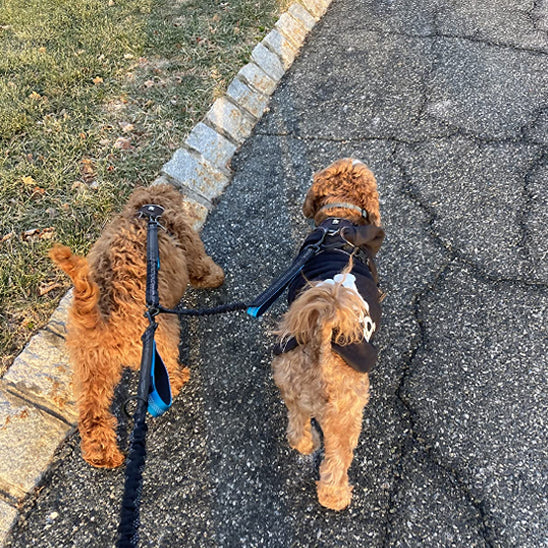 Laisse-double-pour-chien-brun