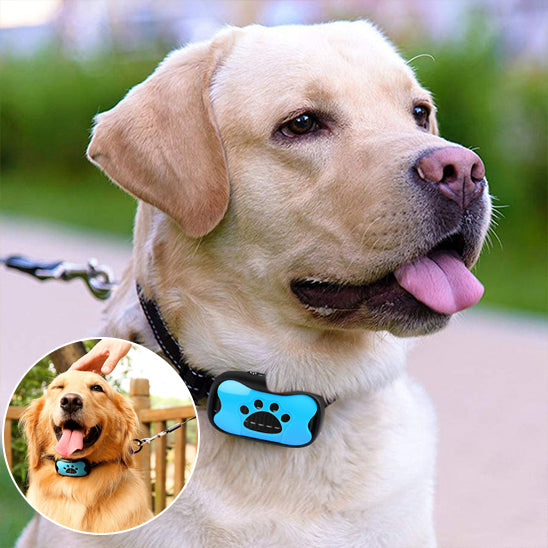 Collier-dressage-pour-chien