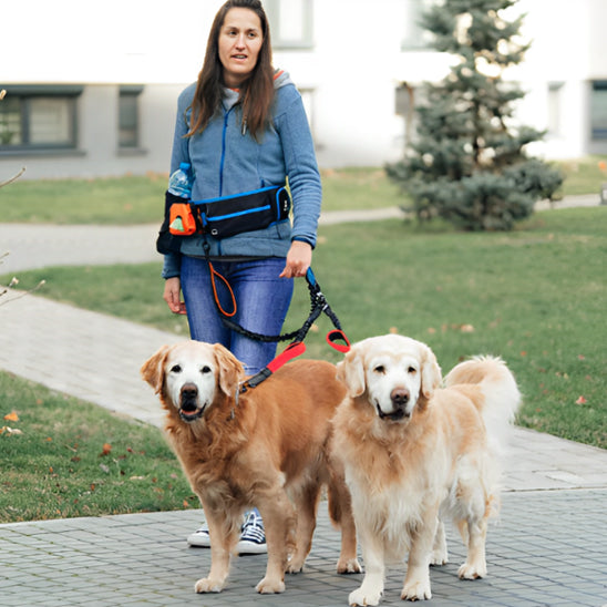 Laisse-double-pour-chien-Golden