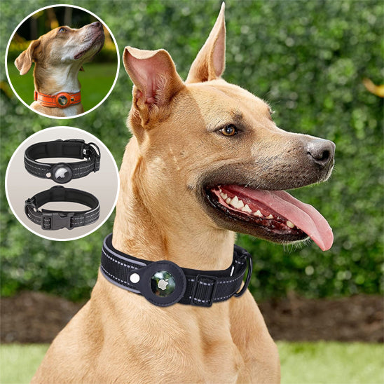 Collier-gps-chien