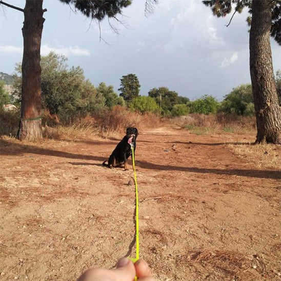 Longe-pour-chien-Longe-robuste