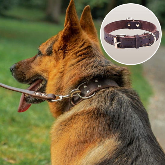 Collier-chien-en-cuir-Allemand