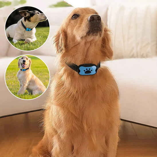Collier-dressage-pour-chien