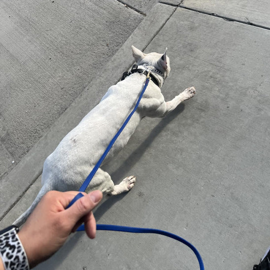 Longe-pour-chien-Longe-robuste