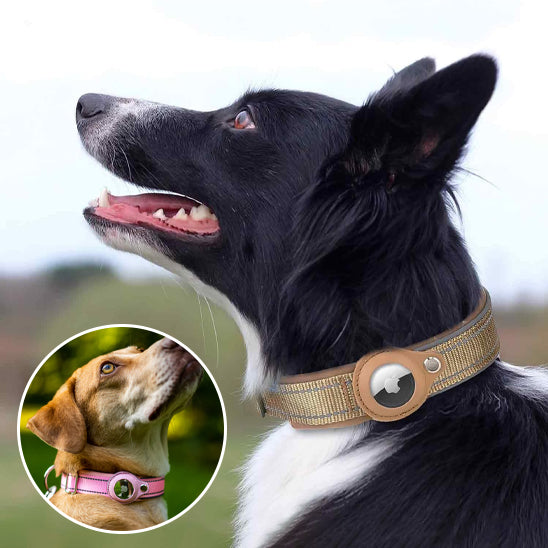 Collier-gps-chien