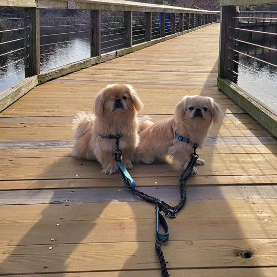 Laisse-double-pour-chien-petit-chiens