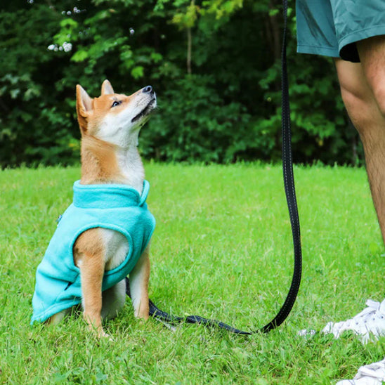 Manteau-chien-polar-bleu-chien-assis