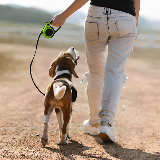 Laisse-Rétractable-Dog-Leash-bulle-vert-chien-brun