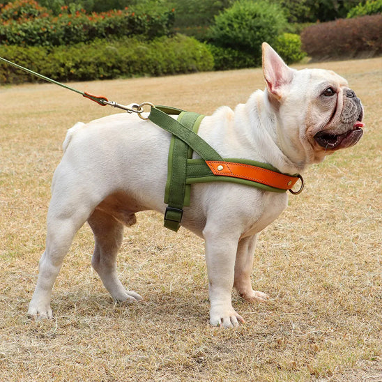 Harnais-chien-anti-traction-chien blanc