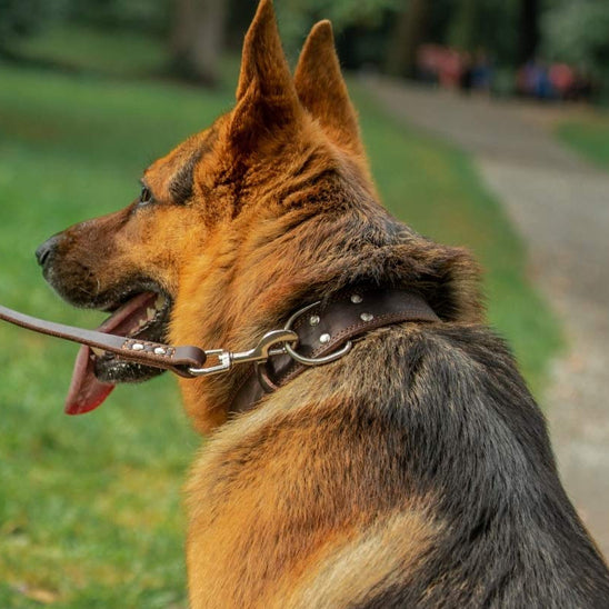 Collier-chien-en-cuir-allemand-assis