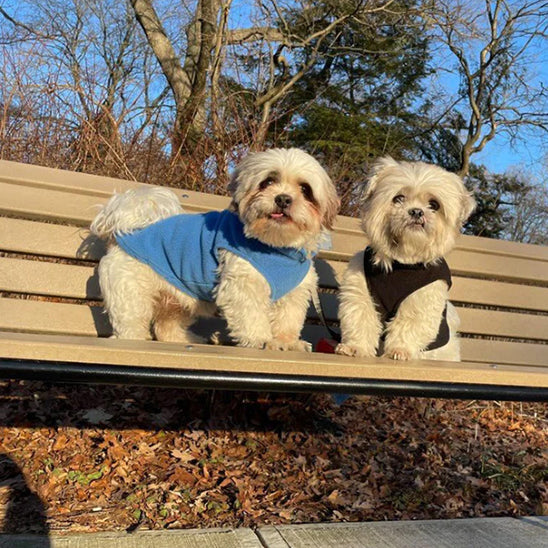 Manteau-chien-polar-chiens-sur-banc