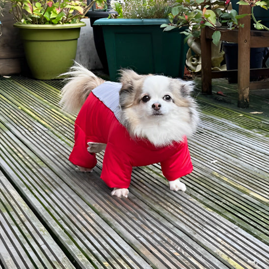 Manteau-chien-hivernal-rouge
